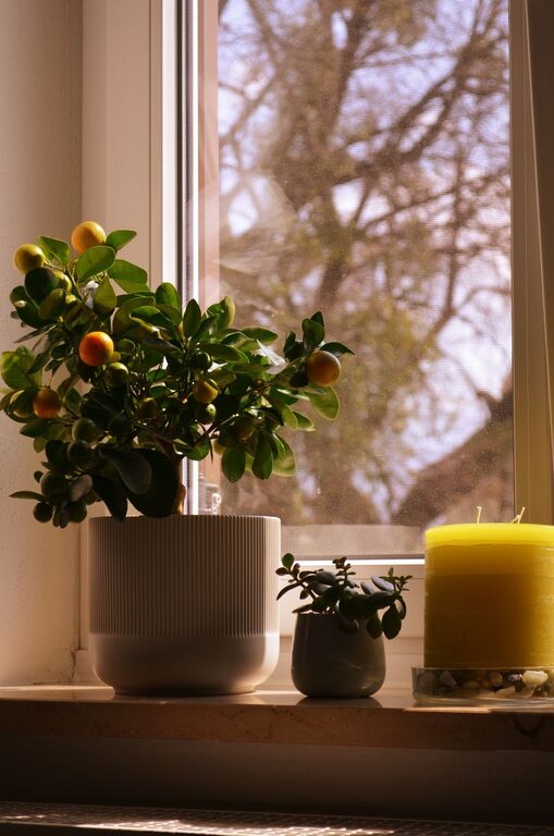 How to Refresh Your Home with Plants: Easy Tips for a Vibrant Space